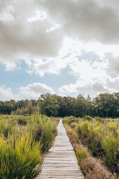 Mastbos Bohlenweg - Blick in die Ferne - Grün, Natur von Wandeldingen