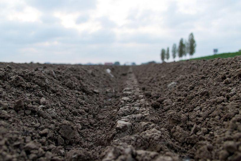 Nouvellement semé par Ronald Blonk