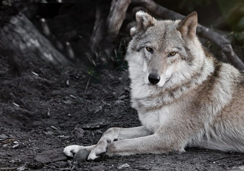 Evaluating look. she-wolf female lies beautifully on the ground, imposingly lies. Powerful graceful  by Michael Semenov