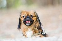 Tibetan Spaniel / Pekingese