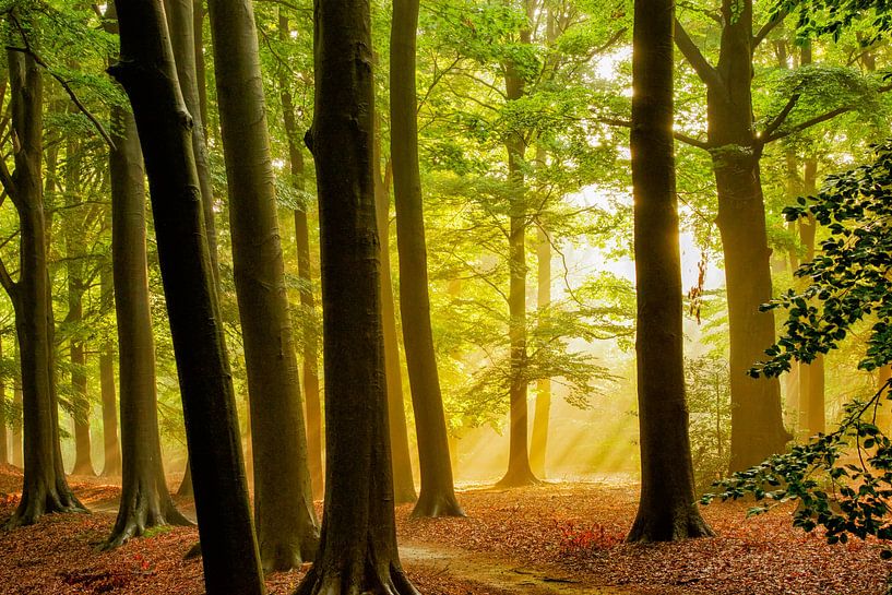 Licht in der Ferne von Lars van de Goor