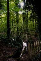 Sun through the trees