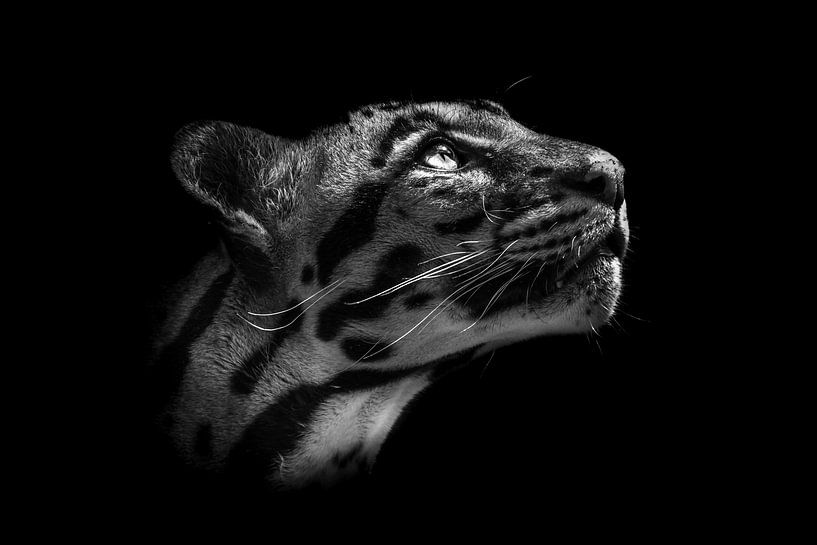 Le léopard de brume regarde vers le haut (fond noir). par Daphne van Dam