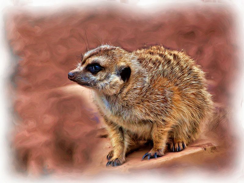 Erdmännchen (Suricata suricatta) von DeVerviersBelgium