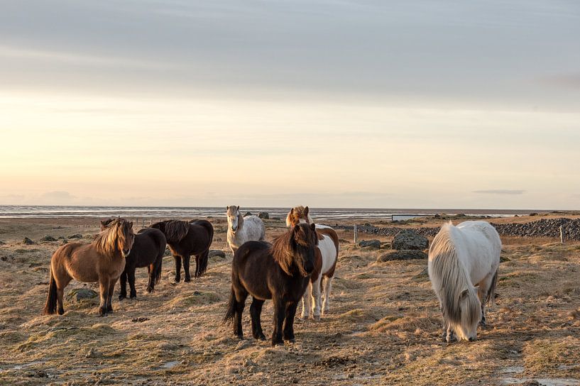 icelandic horses in winter by Inge Jansen
