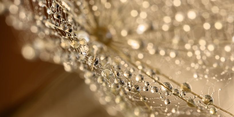 Panorama von Tröpfchen, die an einem spinnwebartigen Fussel hängen von Marjolijn van den Berg