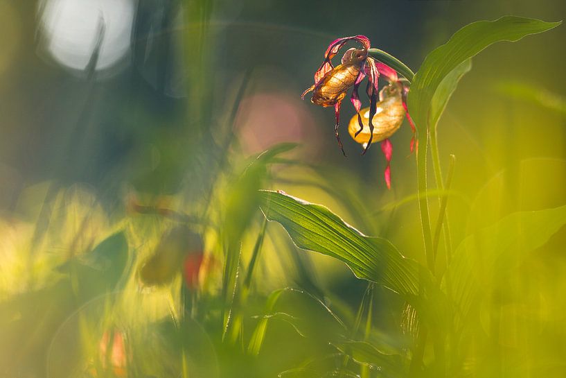 Damespantoffel tegen het licht, Gloeiend einde van de zonering van Karin Luttmer