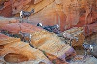 Chèvre de montagne Vallée de feu USA