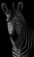 Black and White Zebra