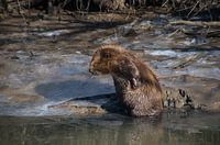 Beaver