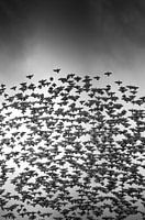 Starling swarm