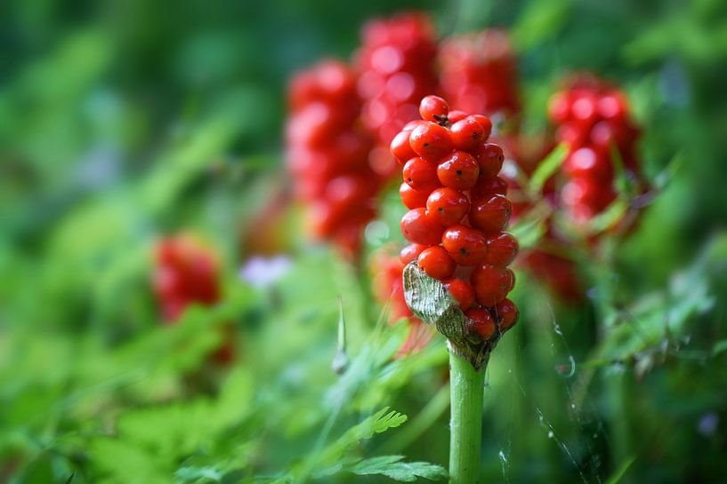 Fruits de l'Arum (Arum maculatum) avec des grappes de baies rouges, po par Maren Winter