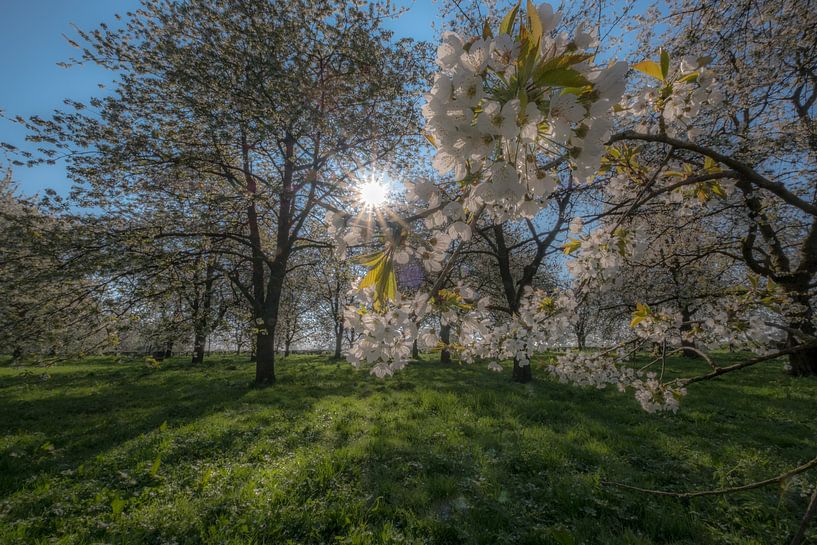 Heel veel bloesem par Moetwil en van Dijk - Fotografie