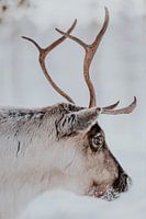 Portrait reindeer in the snow | Winter Photo