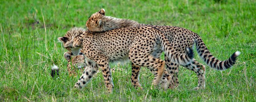 spielende Geparden von Peter Michel