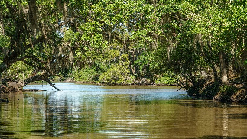 Marais près de la Nouvelle-Orléans. par Jaap van den Berg