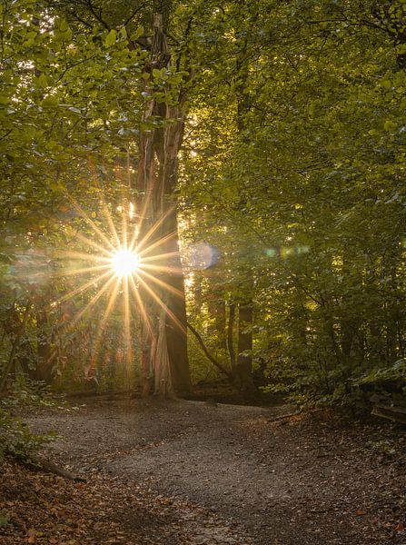 Renkums Beekdal Teil 3 von Tania Perneel