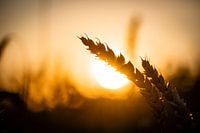 Grain dans l'or du soir