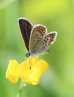 Trèfle bleu - Plebejus argus