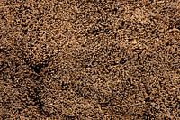 Frisch geschnittenes Schilf, gebündelt.