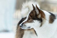 Portraitposter Hund mit Schnee auf dem Kopf