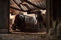 Kühe in einem alten Kuhstall