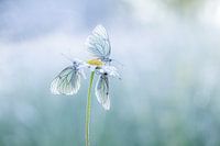 Groot geaderde witjes