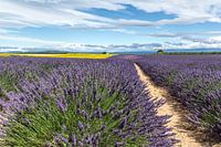 Lavender field near Castellane