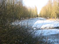 Weiße Decke auf Waldebene