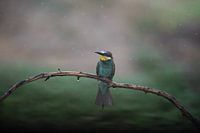 Patience in the rain