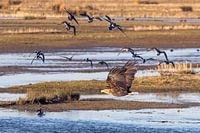 Zeearend veroorzaakt paniek!