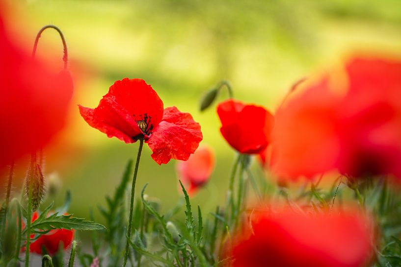 Mohnblumen von Frans Scherpenisse