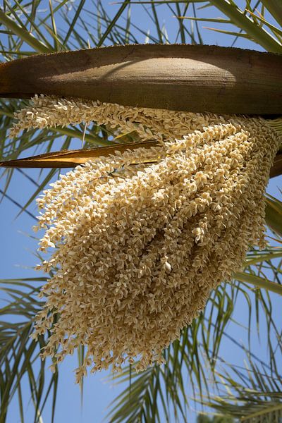Flowering date palm and blue sky by Adriana Mueller