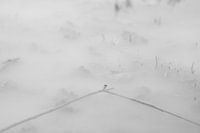 Magische Regenpfütze