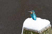 Eisvogel im Schnee