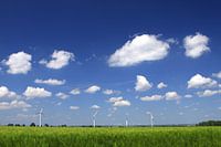 Grain field with blue sky
