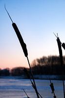 flower of broadleaf cattail