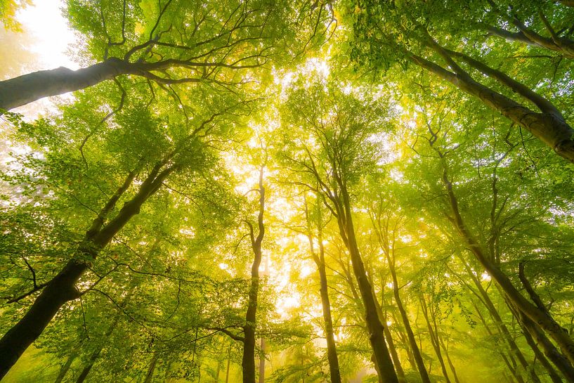Sfeervol bos in de herfst met mist in de lucht van Sjoerd van der Wal Fotografie