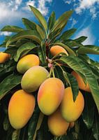 Paradis de la mangue