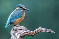 Kingfisher on the lookout