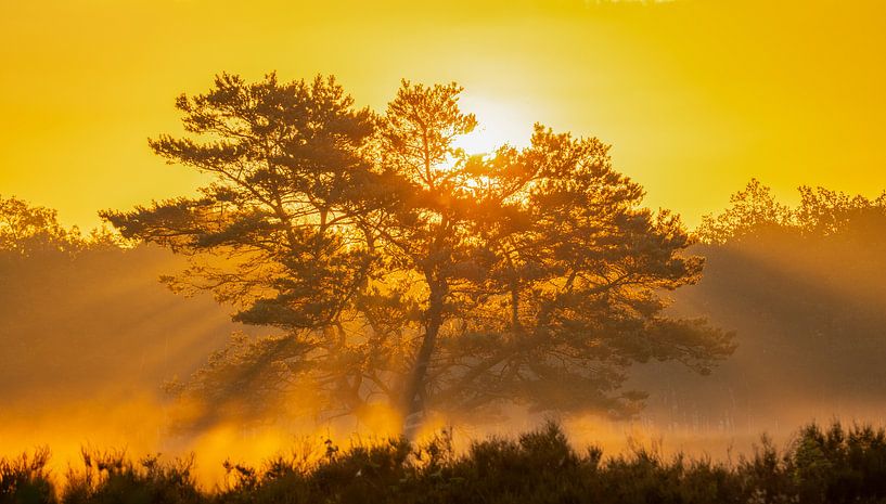 Explosion von Licht von Arjen Noord