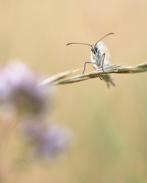 Papillon de face par Willem Louman