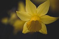 Narzisse im Schatten