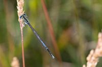 Blue damselfly