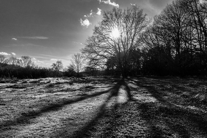 Een uitzicht met winterzon in de Amsterdamse Waterleidingduinen by Mike Bot PhotographS