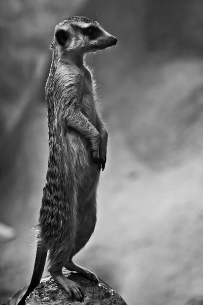 mignon suricate colonne de valeur- Le suricate regarde attentivement au loin - guetteur discipliné.  par Michael Semenov