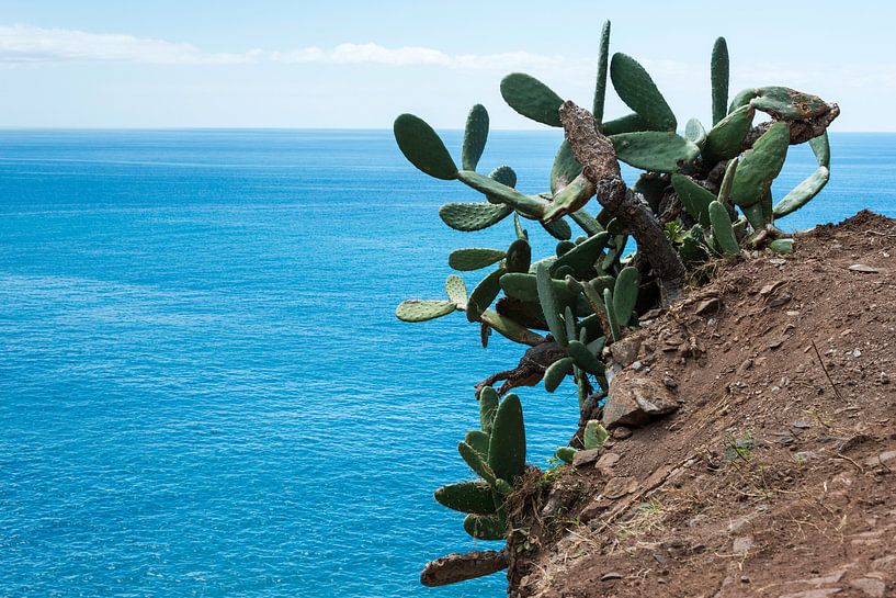 big cactus on the rocks on madeira van ChrisWillemsen