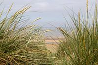 Marram grass in the dunes of the North Sea.
