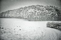 Wald im Schneegestöber