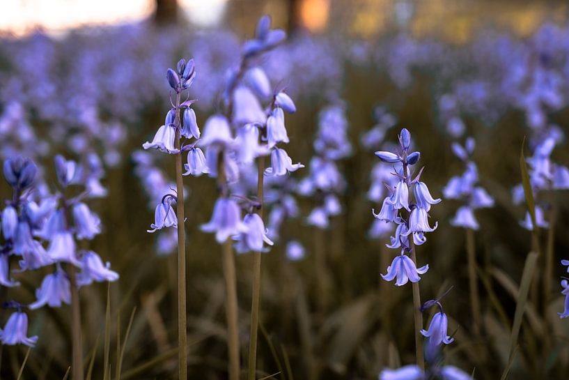 Lila spanische Hyazinthen auf einem Feld mit untergehender Sonne von Merlijn Arina Photography
